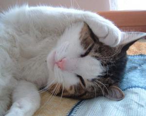 קביעת דרגת זעזוע המוח