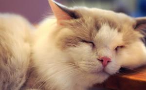 איזו עזרה ראשונה יש לספק?