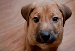 טיפול בדלקת מעיים בכלבים