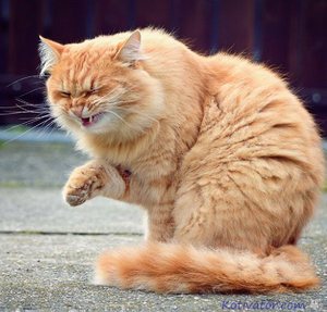 איך לדעת אם חתול חולה