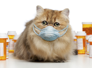 גורמים לעיטושים ושיעול אצל חתולים