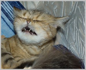 חתולים מתעטשים