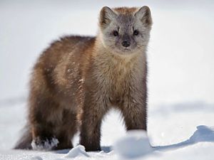 תיאור חייו, מראהו ותמונותיו של הסייבל