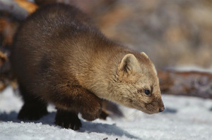 הסייבל הוא טורף, ולכן הוא צד באופן פעיל.