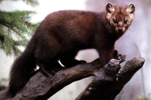 סייבל על עץ - מנוחה או מארב?