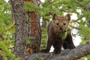 סייבל על ענף עץ, תמונה יפהפייה