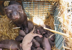 שמירה על סייבל בבית בהחלט אפשרית
