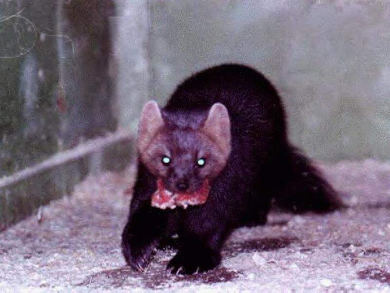 סייבל לאחר ציד מוצלח