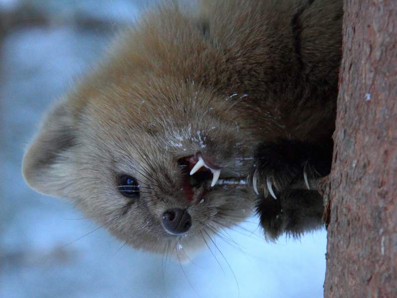 בחורף, הסייבל מרגיש די נוח.
