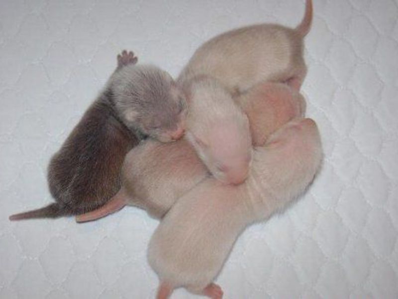 איך נולדים סובלים