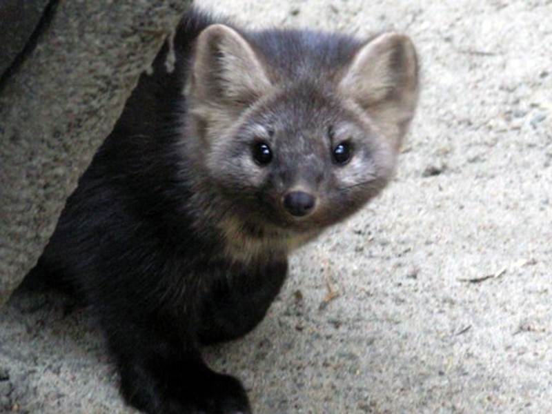 סייבל מקסים