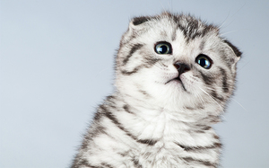 דלקת שלפוחית השתן כרונית אצל חתולים היא תוצאה של מחלות אחרות. דלקת שלפוחית השתן כרונית אצל חתולים, כמו אצל בני אדם, ניתנת לשליטה.