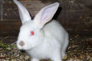 איך לטפל בארנבים