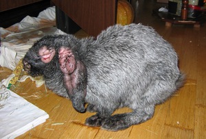 מחלות ויראליות בארנבות