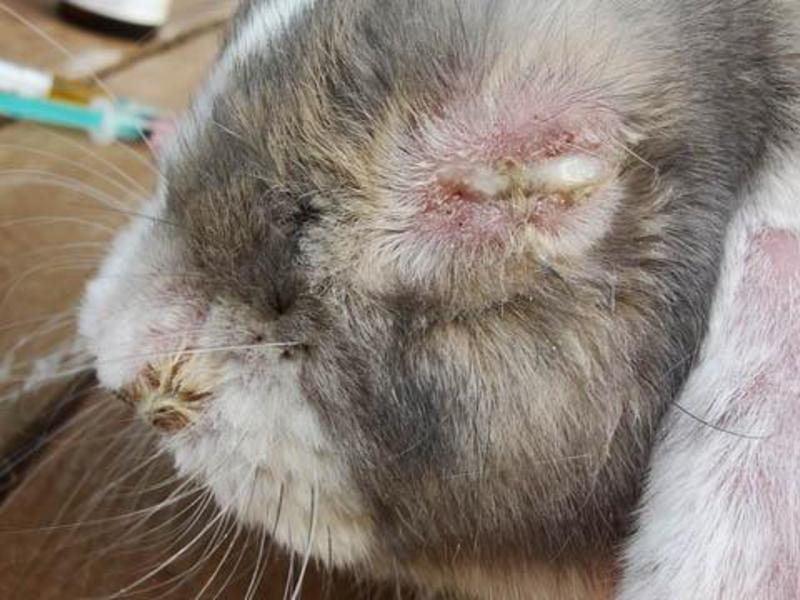 שיטות לטיפול בארנבות