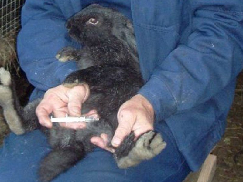 אילו מחלות ארנבות יכולות להידבק בהן?