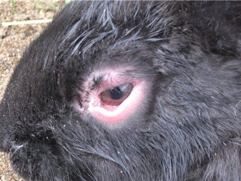 בריאות הארנבת