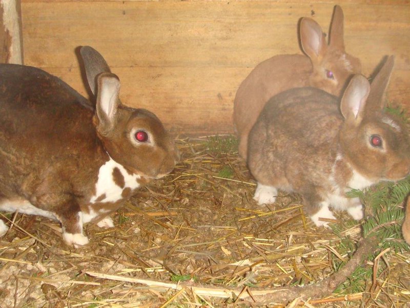 טיפול ותחזוקה של ארנבים