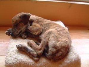 מחלות כלבים: כלבת