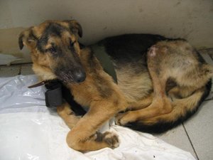 טיפול במגפה