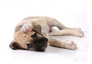 כללים לטיפול בכלבים