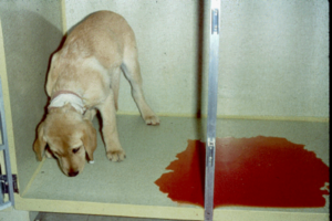 לכלב יש שלשול דמי מה לעשות אם לכלב שלך יש שלשולים