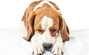 איך להאכיל כלב עם שלשולים