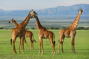 איך נראות ג'ירפות ומה המבנה שלהן? מראה ומאפיינים מבניים של ג'ירפה