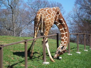 כיצד בנוי צווארה של ג'ירפה תיאור מבנה צוואר הג'ירפה