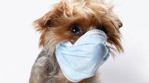 סיבות אפשריות לשיעול אצל כלבים