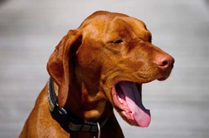 איך לעזור לכלב עם שיעול