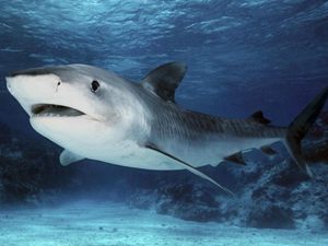 כיצד מאופיינים כרישים?