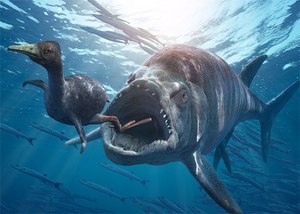 תיאור ההבדלים והדמיון בין דגי גרם לכרישים