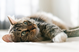 למה לעשות סירוס?