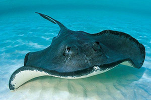 הכל על טריגונים