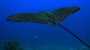 בית הגידול של דג הטריגון