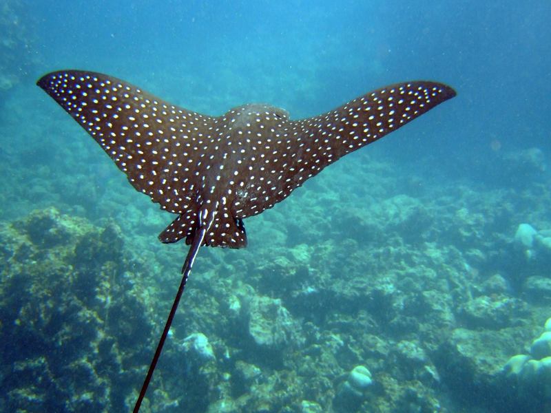 קרניים הן דגי סחוס עם למליברנכים.