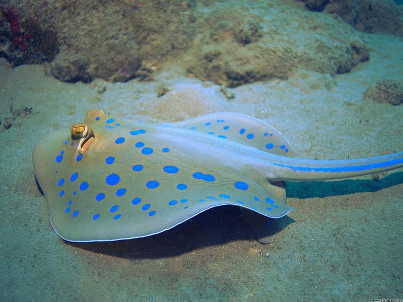 סקט והייחודיות שלו