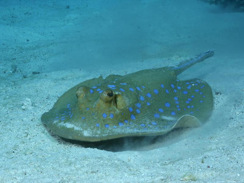 מה אוכל דג טריגון?