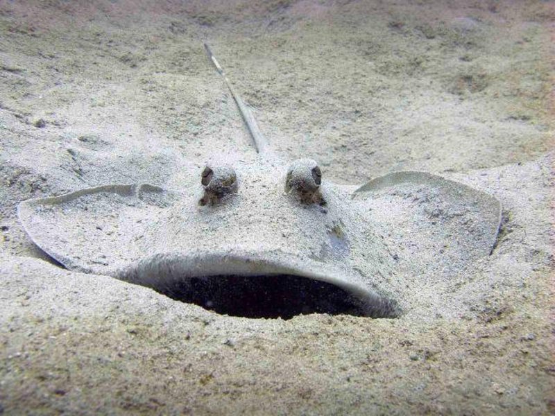 צביעה של דג טריגון