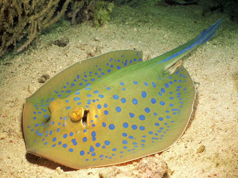 איך נראה טריגון?