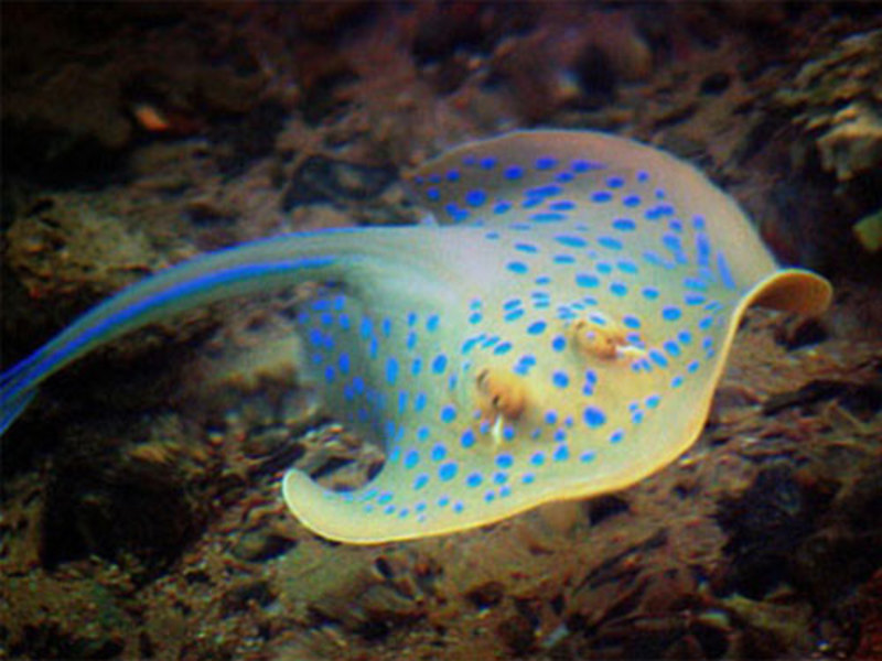 תיאור של דג טריגון, תושב ים