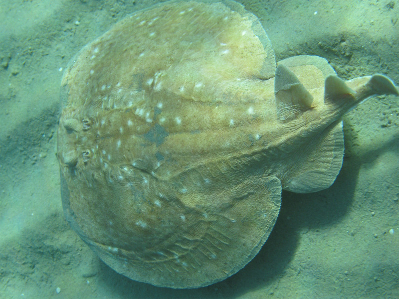 מראה חיצוני של הדג ישב