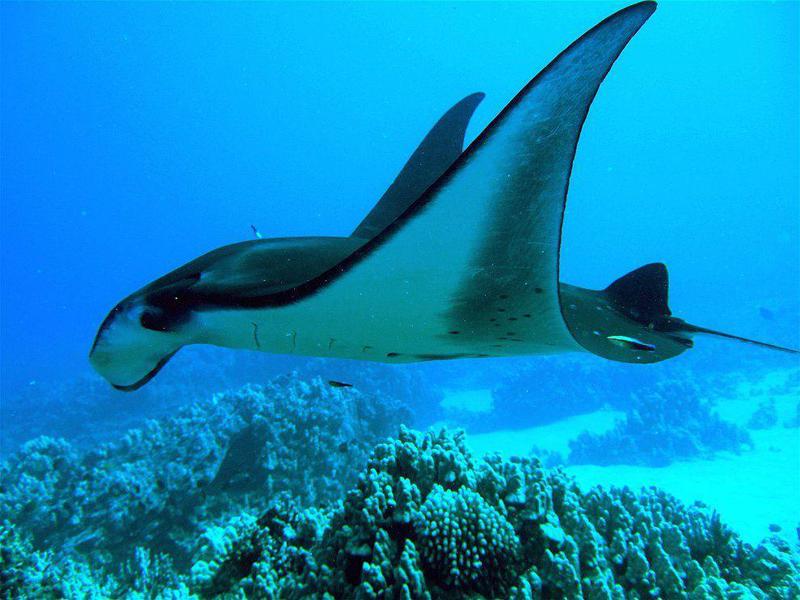 תיאור של דג הטריגון