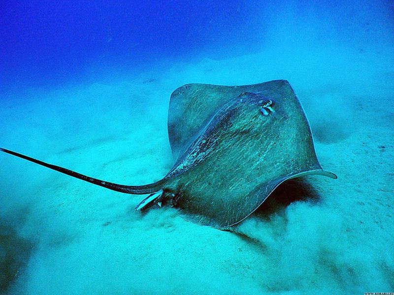 מה מיוחד בדג הטריגון?