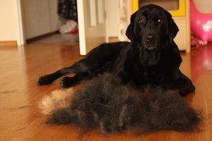 הכלב שלי מאבד שיער בכתמים: סיבות ותמונות