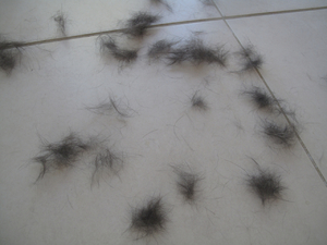 איך לעזור לכלב עם נשירת שיער