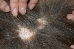 הכלב שלי מאבד שיער, מה עליי לעשות?