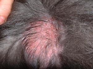 גורמים אפשריים לנשירת שיער כיצד לטפל בנשירת שיער של כלב