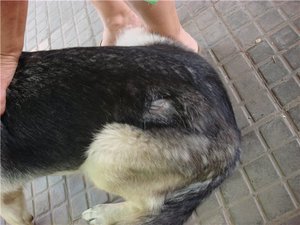 מחלות עור אצל כלבים מה לעשות אם הכלב שלך מאבד שיער